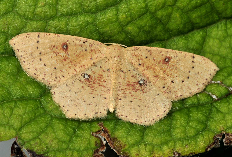 Geometridae - Cyclophora, varie